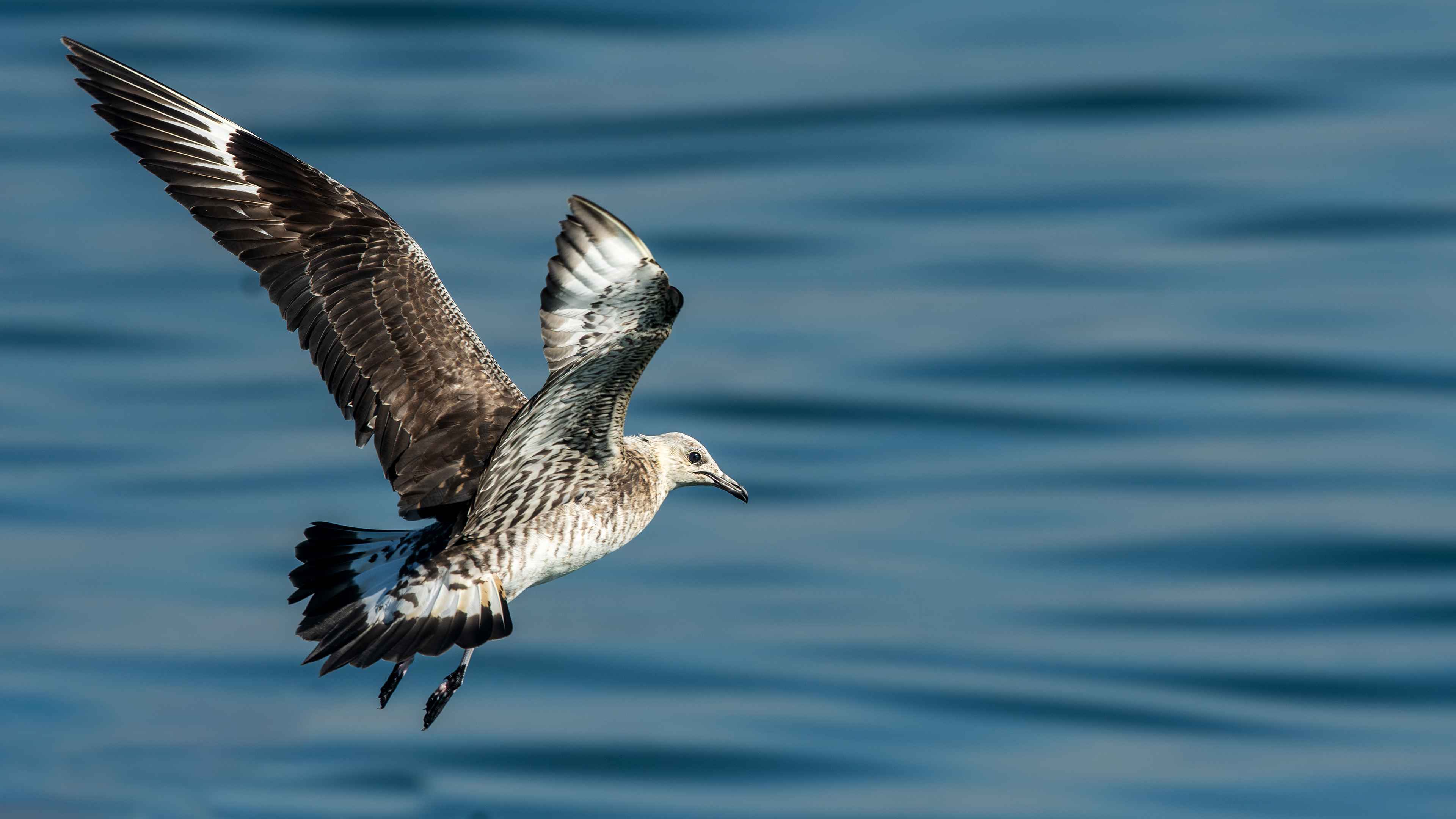 Parasitic Jaeger